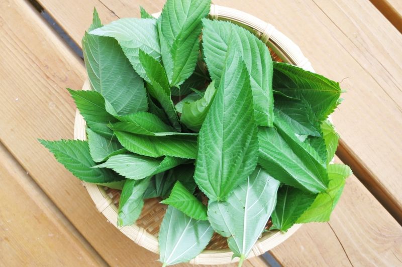 Molokhia (Egyptian Spinach)