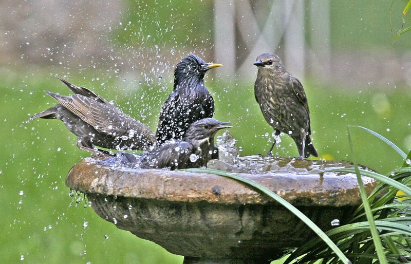 Bird-Friendly Mist Fountain