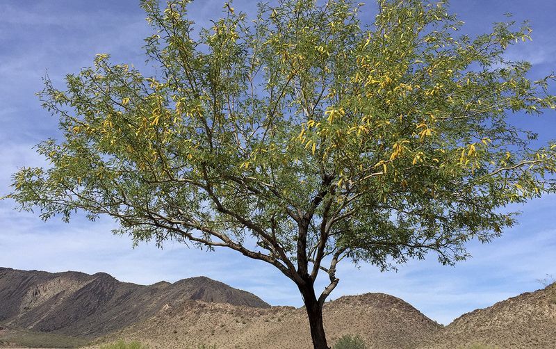 Mesquite (Prosopis spp.)