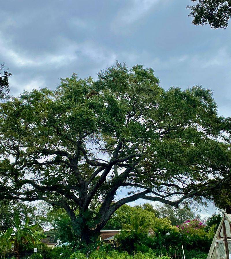 Live Oak (Quercus virginiana)