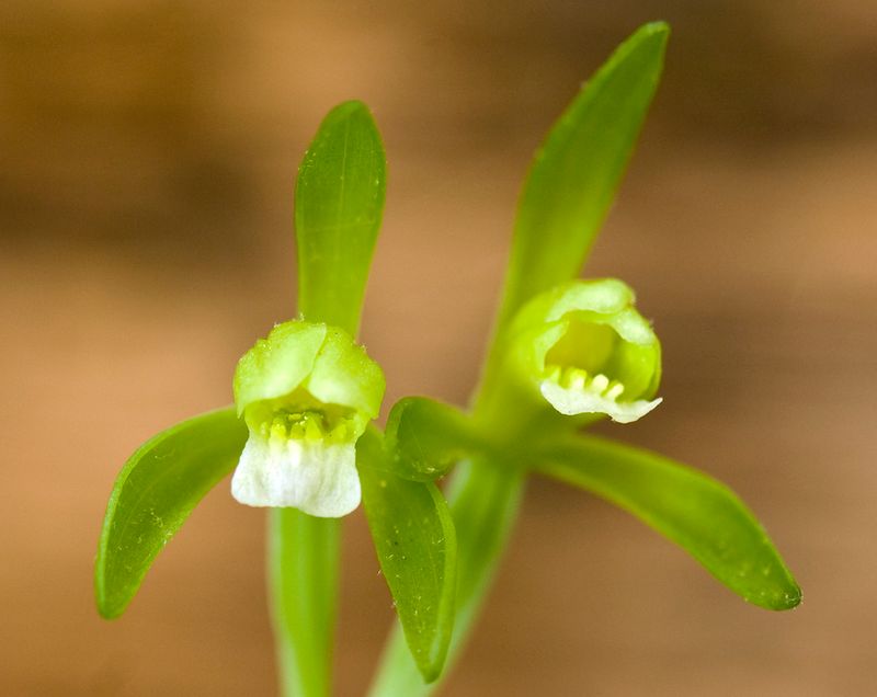 Small Whorled Pogonia (Isotria medeoloides)