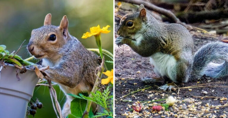The 15 Unexpected Benefits Of Squirrels In Your Yard (And How To Attract Them)