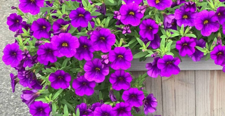 The 17 Annual Container Flowers That Are Quietly Taking Over Patios in 2025