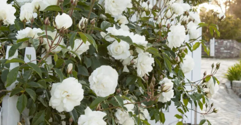 The 17 Toughest Roses That Will Survive Anything