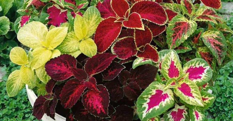 The 20 Best Indoor Plants That Will Grow Bushy and Beautiful in No Time