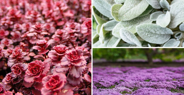 The 22 Most Beautiful Ground Covers That Fight Weeds Effectively