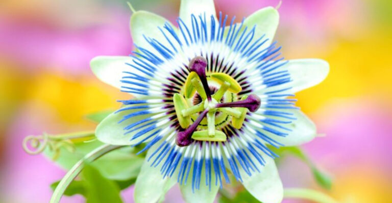 The 23 Most Breathtaking Flowers on Earth
