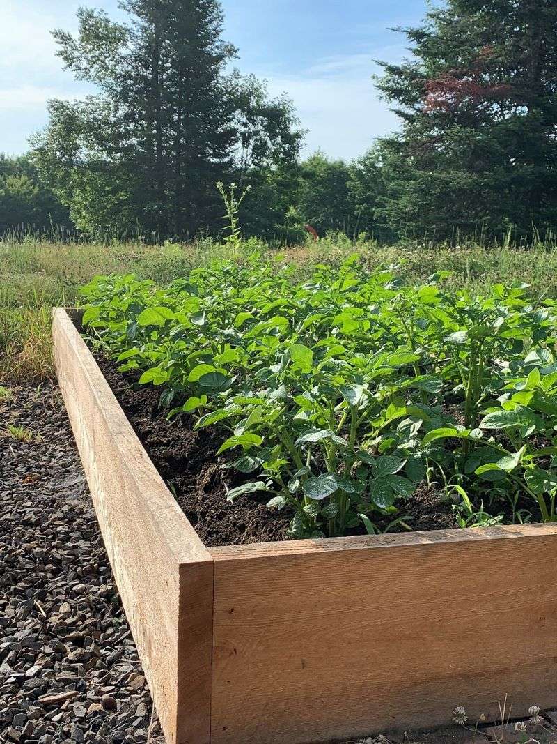 The Best Wood You’re Not Using