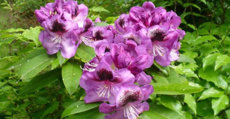 The 8 Tick-Attracting Plants You Should Avoid in Your Yard