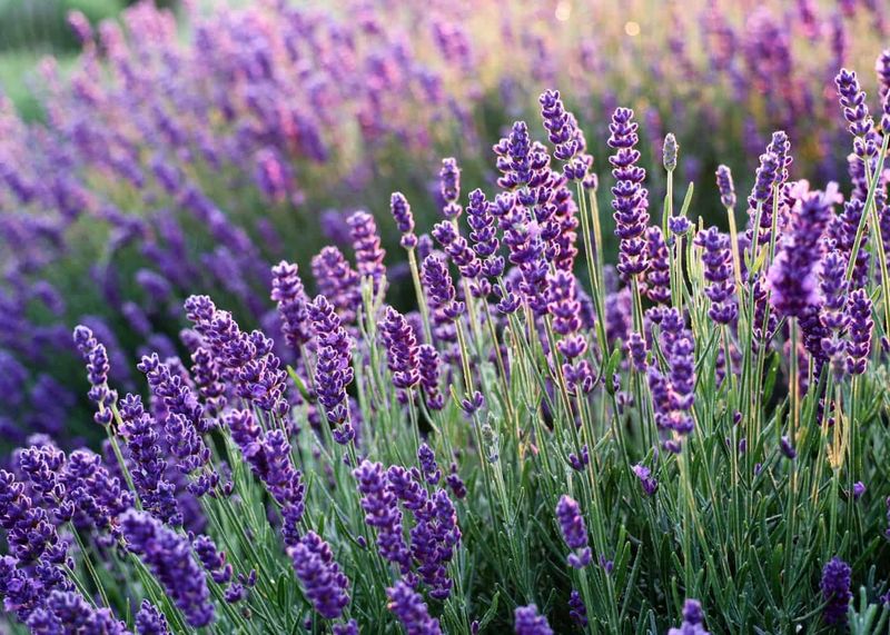 The Shy Lavender