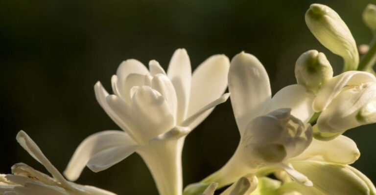 The Best Night-Blooming Flowers for Evening Entertaining