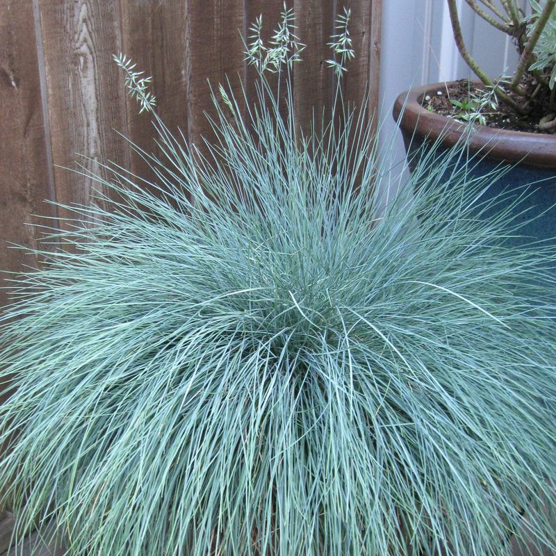 Blue Fescue
