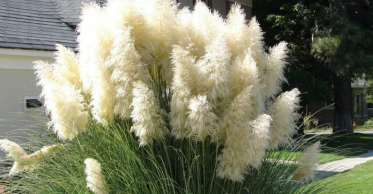 The Best Ornamental Grasses for Containers