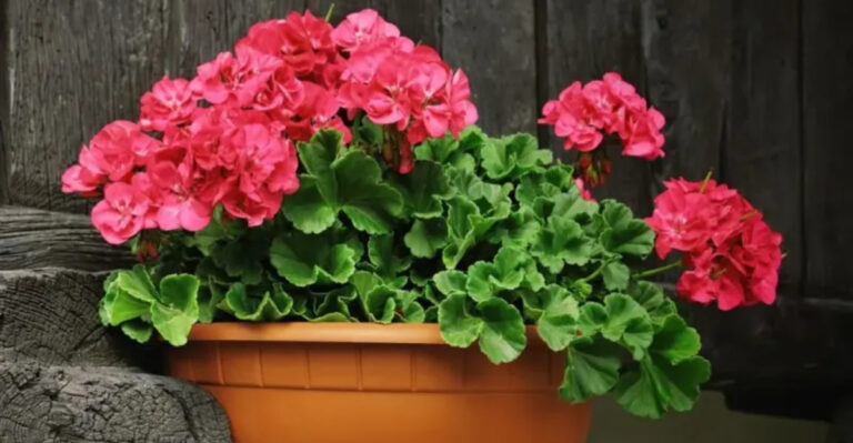 The Best Way To Fertilize Potted Geraniums – 7 Easy Tips To Perk Them Up Fast! (+ 1 Bonus Trick Gardeners Swear By)