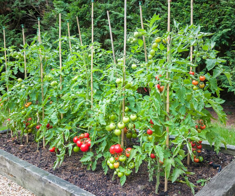 The Single-Stake Method (Best for Determinate Tomatoes)