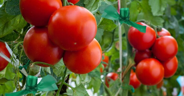 The Best Way To Tie Up Tomato Plants – 9 Easy Methods To Keep Your Tomatoes Under Control!