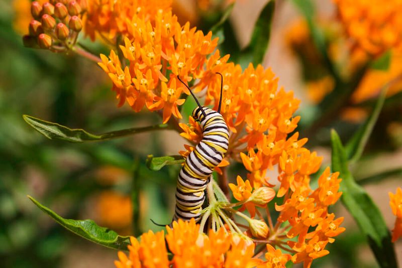 Milkweed