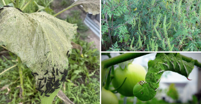 The Best (and Worst) Plants for Caterpillar-Prone Gardens