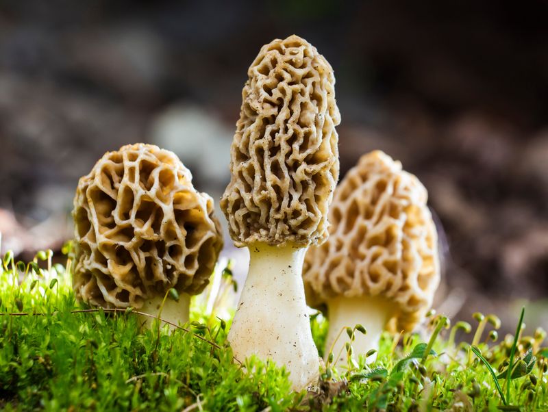 Mysterious Morels