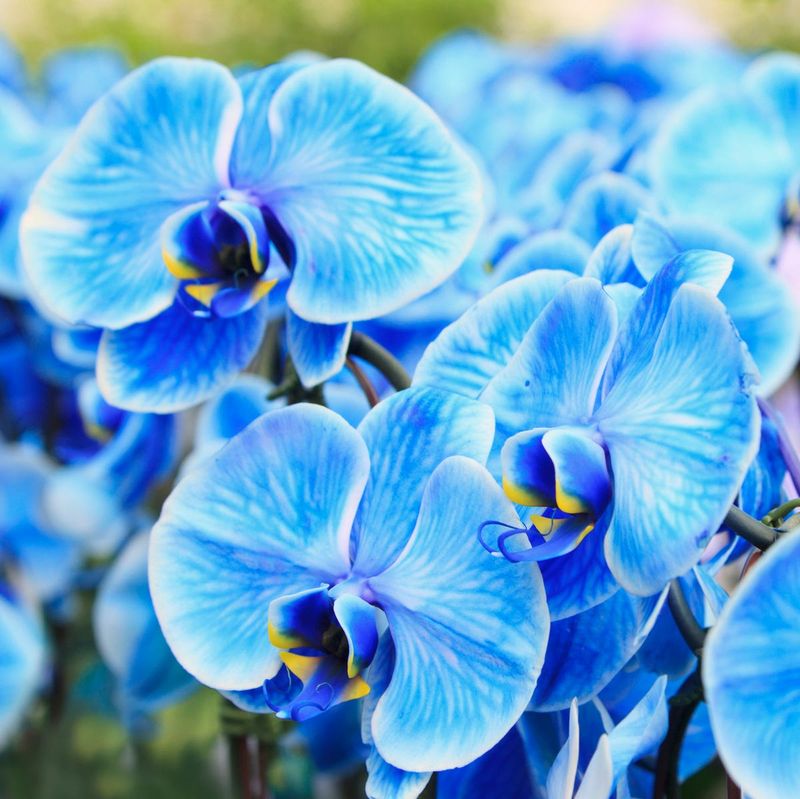 The Electric Blue Orchid