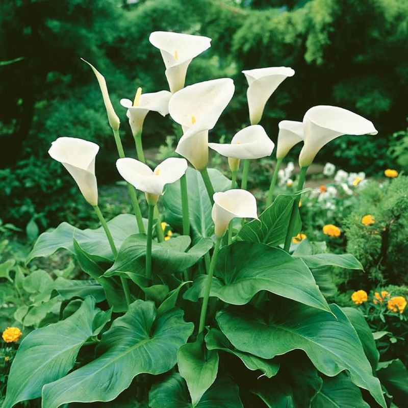 The Stately Calla Lily