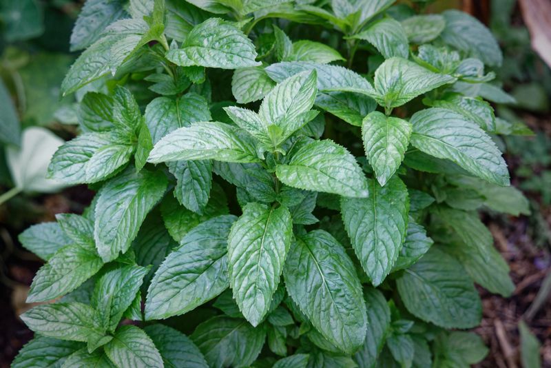 The Adventurous Mint