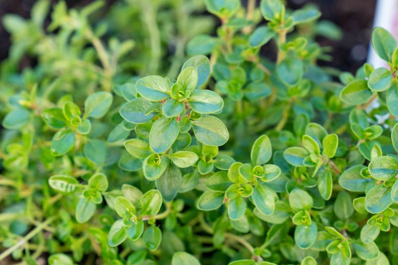 The Humble Thyme