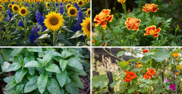 The Day I Let My Garden Decide Where to Plant Everything