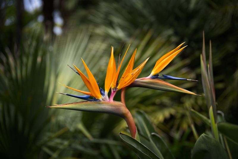 The Exotic Bird of Paradise