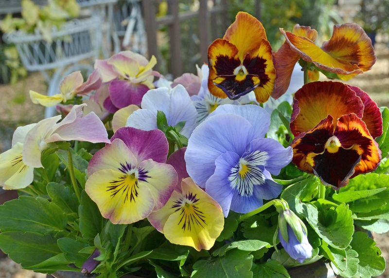 The Humble Pansy