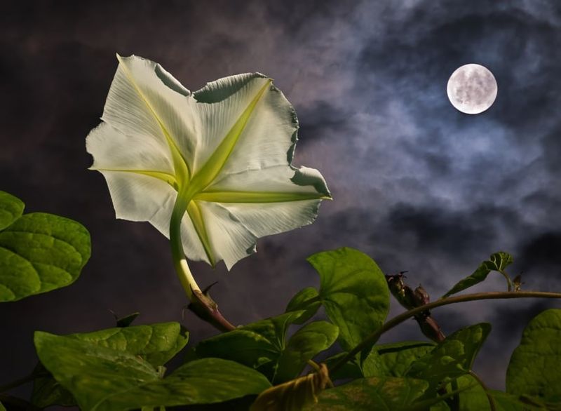 The Silver Moonflower