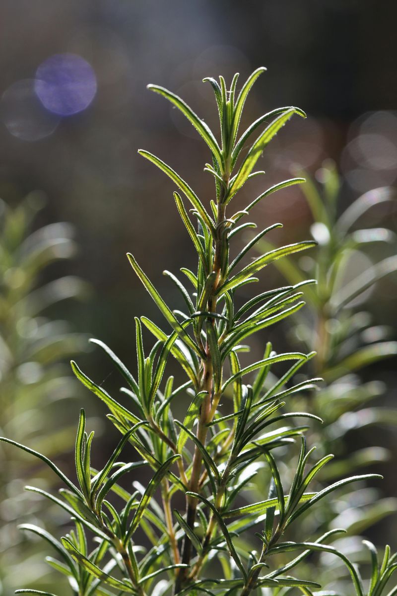 The Independent Rosemary