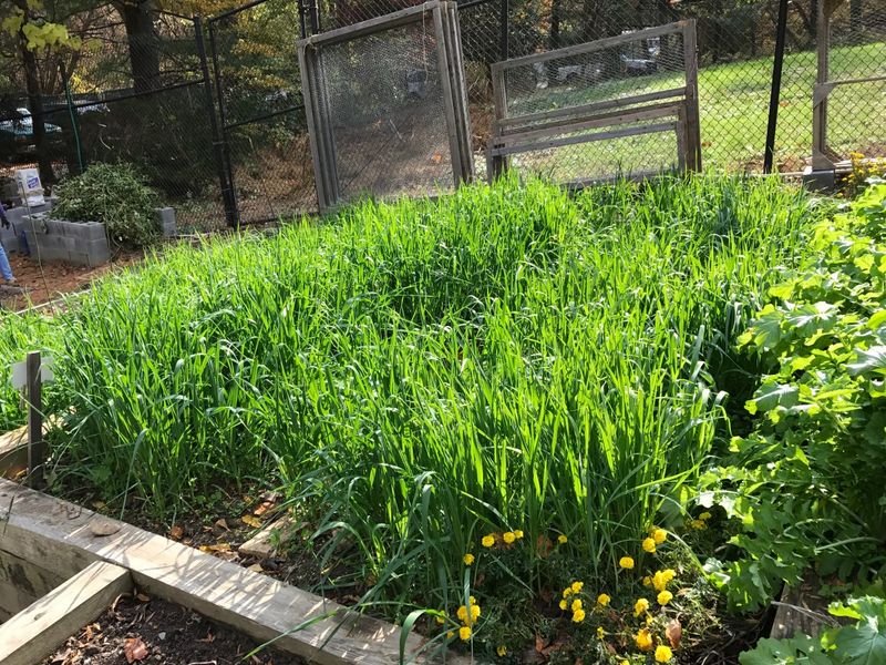 The Winter Secret for Better Soil