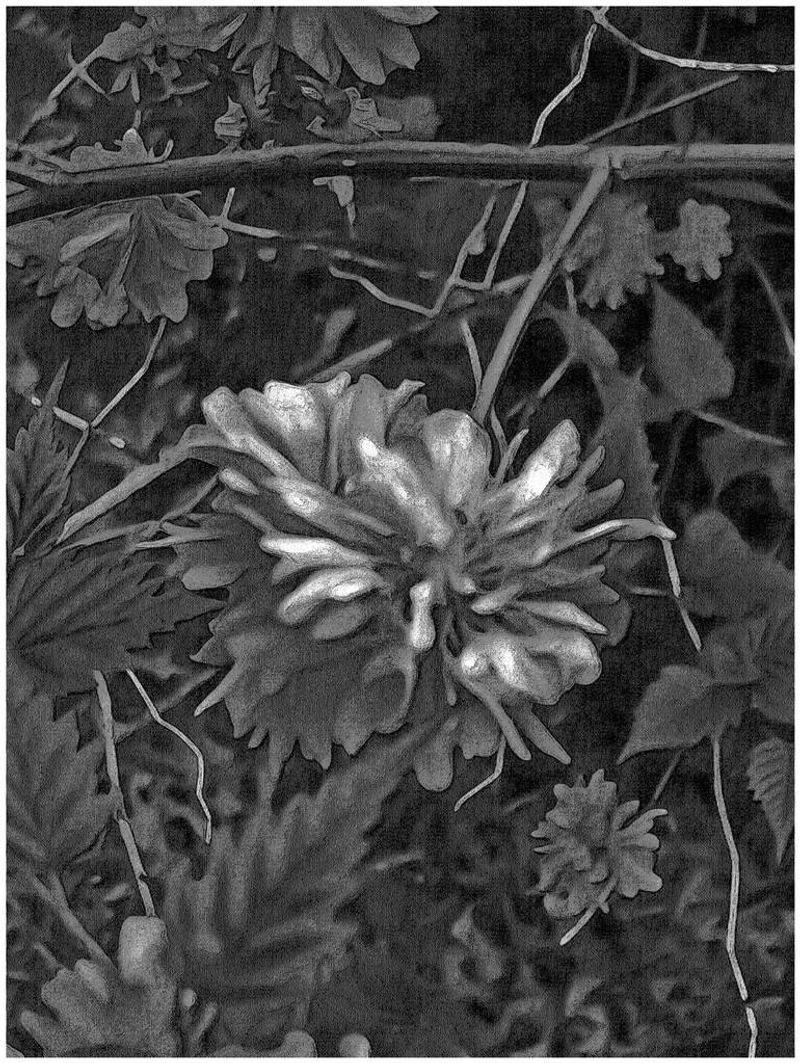 The Rhythm of Growth