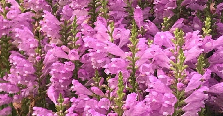 The Hidden Truth About 20 Budget Perennials That Outperform Expensive Ones