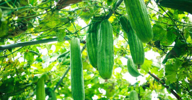 The Hidden Truth About Growing 15 Luffa Plants Nobody Talks About