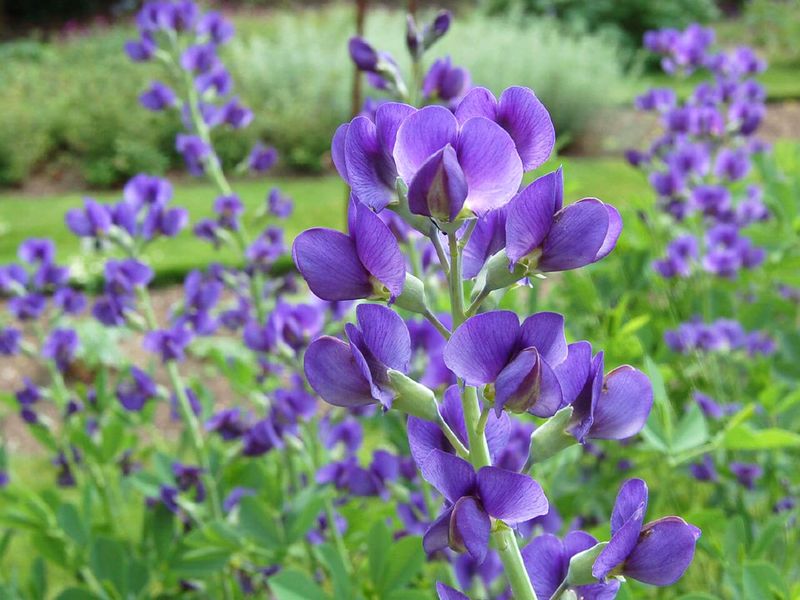 Blue False Indigo