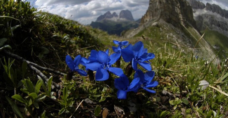 The Hidden Truth About These 15 Blue Perennials Nobody Talks About