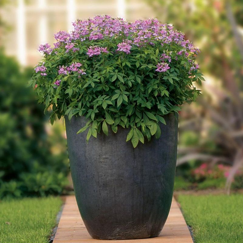 Spider Flower (Cleome)