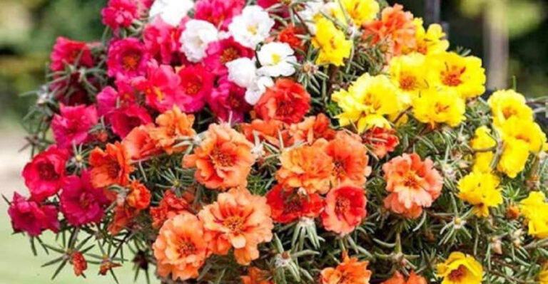 The Hidden Truth About These 15 Container Annual Flowers Nobody Talks About