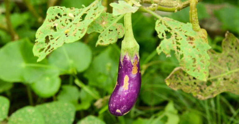 The Hidden Truth About These 15 Garden Vegetables Nobody Talks About