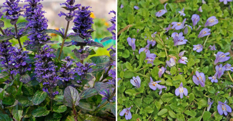 The Hidden Truth About These 15 Ground Covers Nobody Talks About