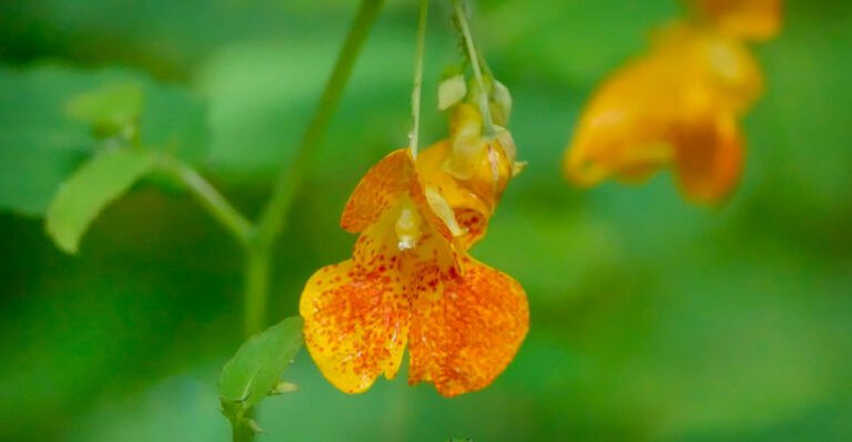 The Hidden Truth About These 15 Impatiens Nobody Talks About