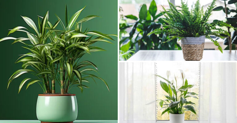 The Hidden Truth About These 16 Low-Allergen Plants Nobody Talks About
