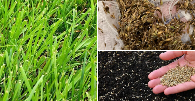 The Hidden Truth About These 17 Grass Seed Tips Nobody Talks About