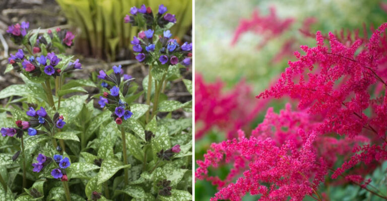 The Hidden Truth About These 20 Shade-Loving Plants Nobody Talks About