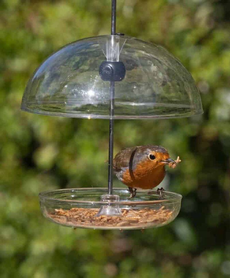 Offer Mealworms Instead of Seeds