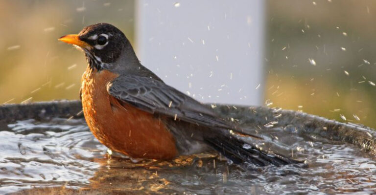 The Hidden Truth About Why Robins Avoid Your Feeder – 10 Solutions That Work