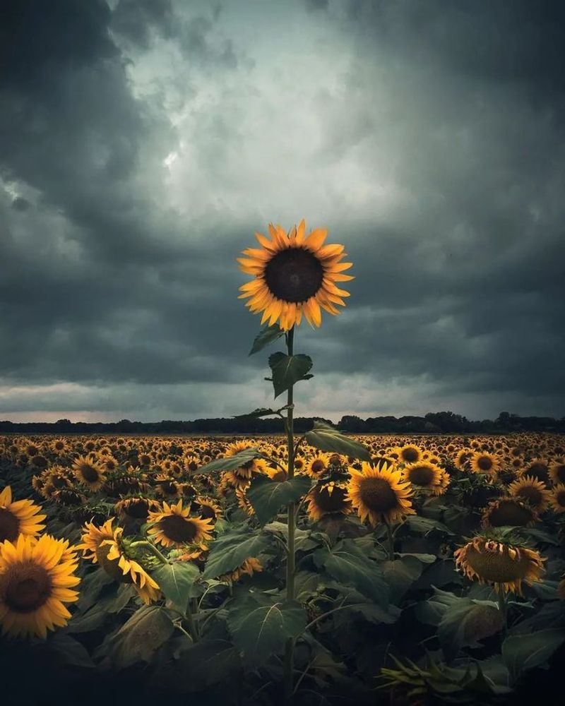 The Majestic Sunflower