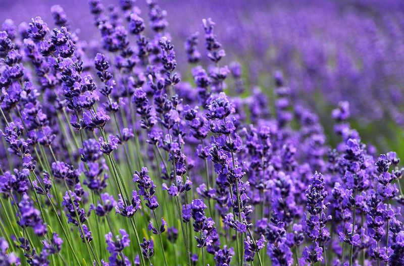 Lavender's Unseen Benefits